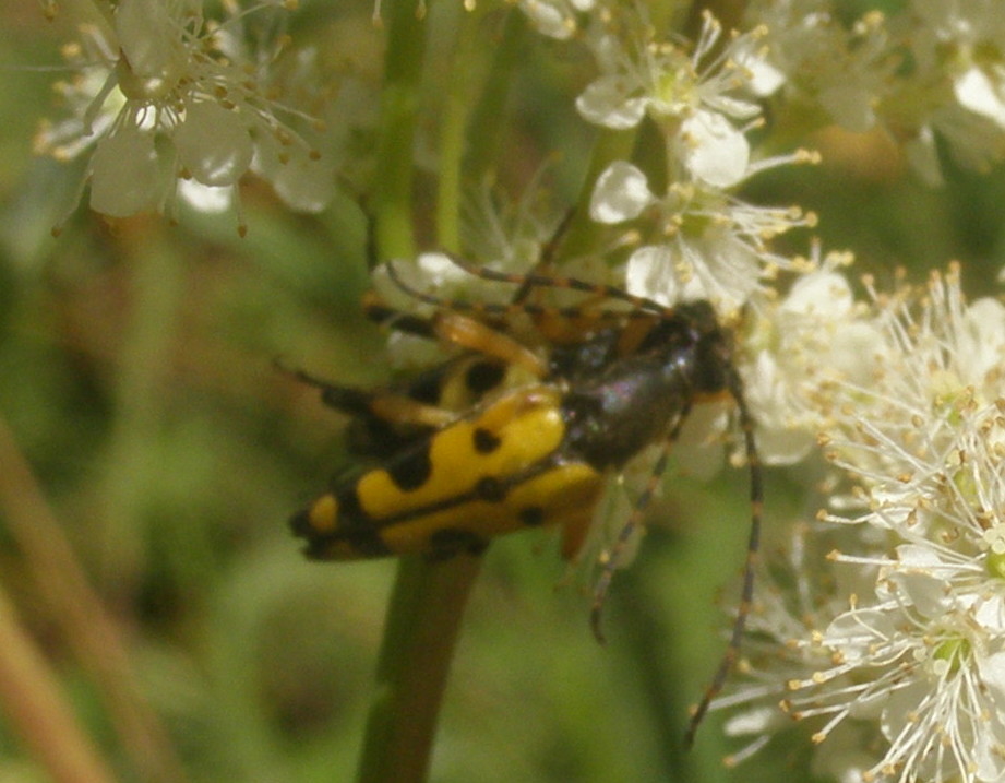 Rutpela maculata, Cerambycidae